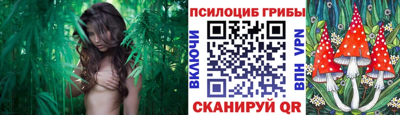 где купить   Белоозёрский  Псилоцибиновые грибы Cubensis 